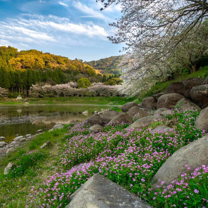 宇土市七曲池（甲岩自然公園）の桜