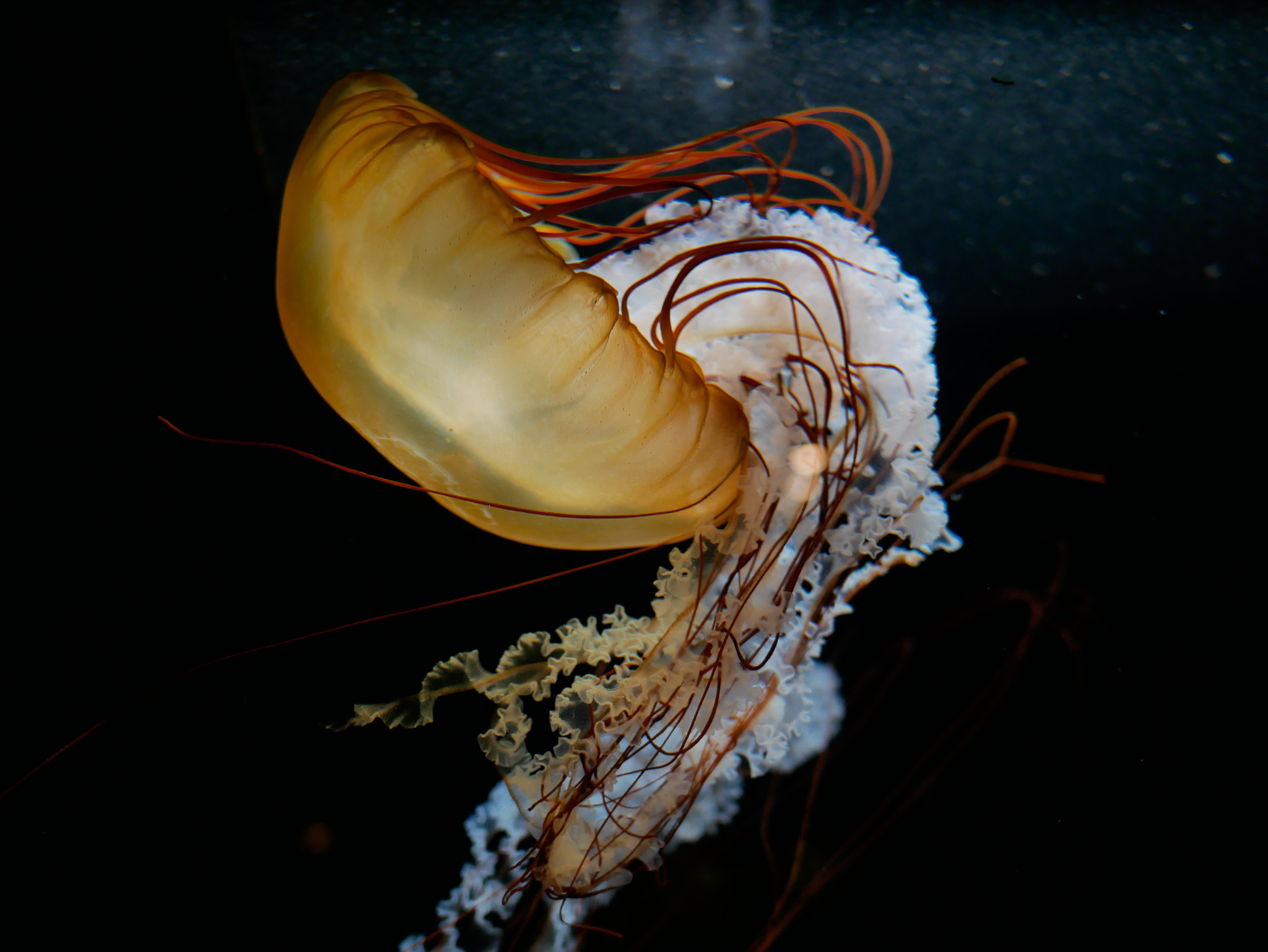 Beauty exists in the balance of surprise, pleasure, unpleasantness, stillness and movement. in Kagoshima Aquarium.