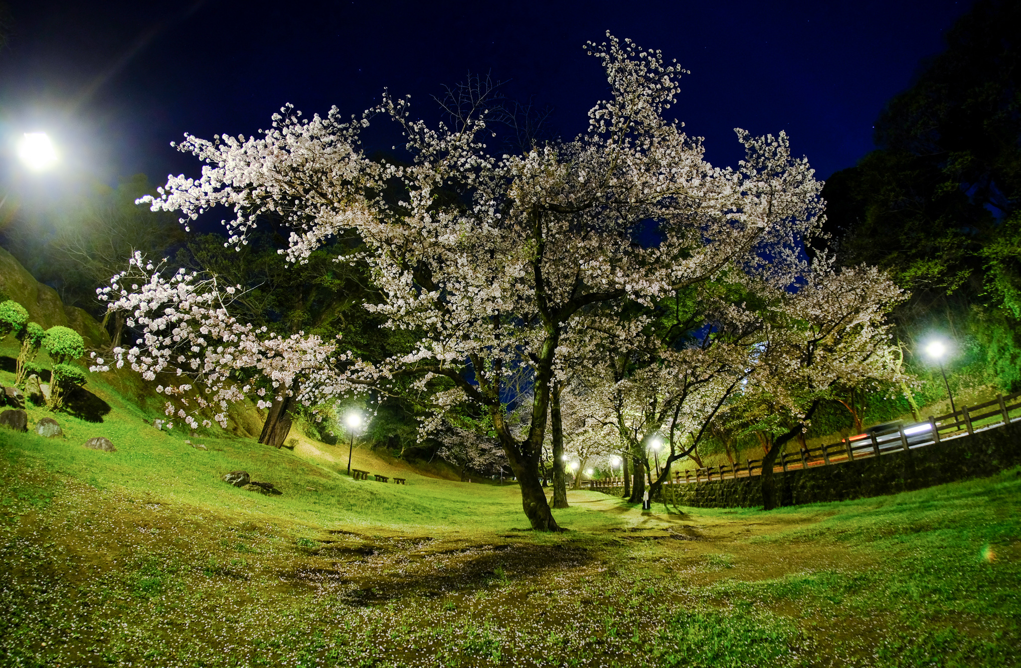 7artisans 7.5mm Ｆ2.8 を使った夜桜の撮影