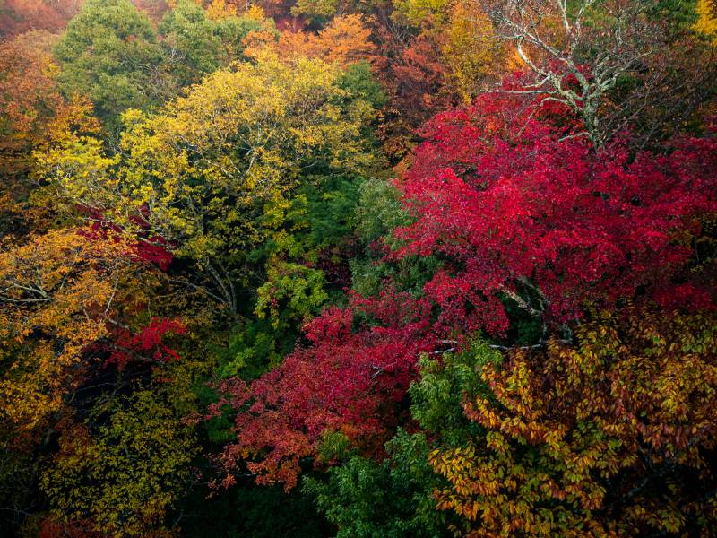 紅葉の季節撮影時のホワイトバランスについて