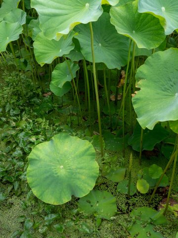 山鹿古代蓮園のハズ