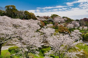 菊池公園の桜